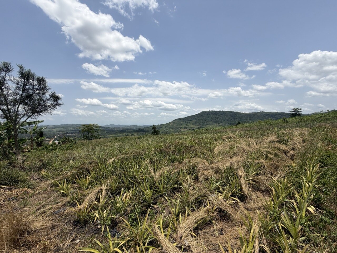 Open grassland with distant hills