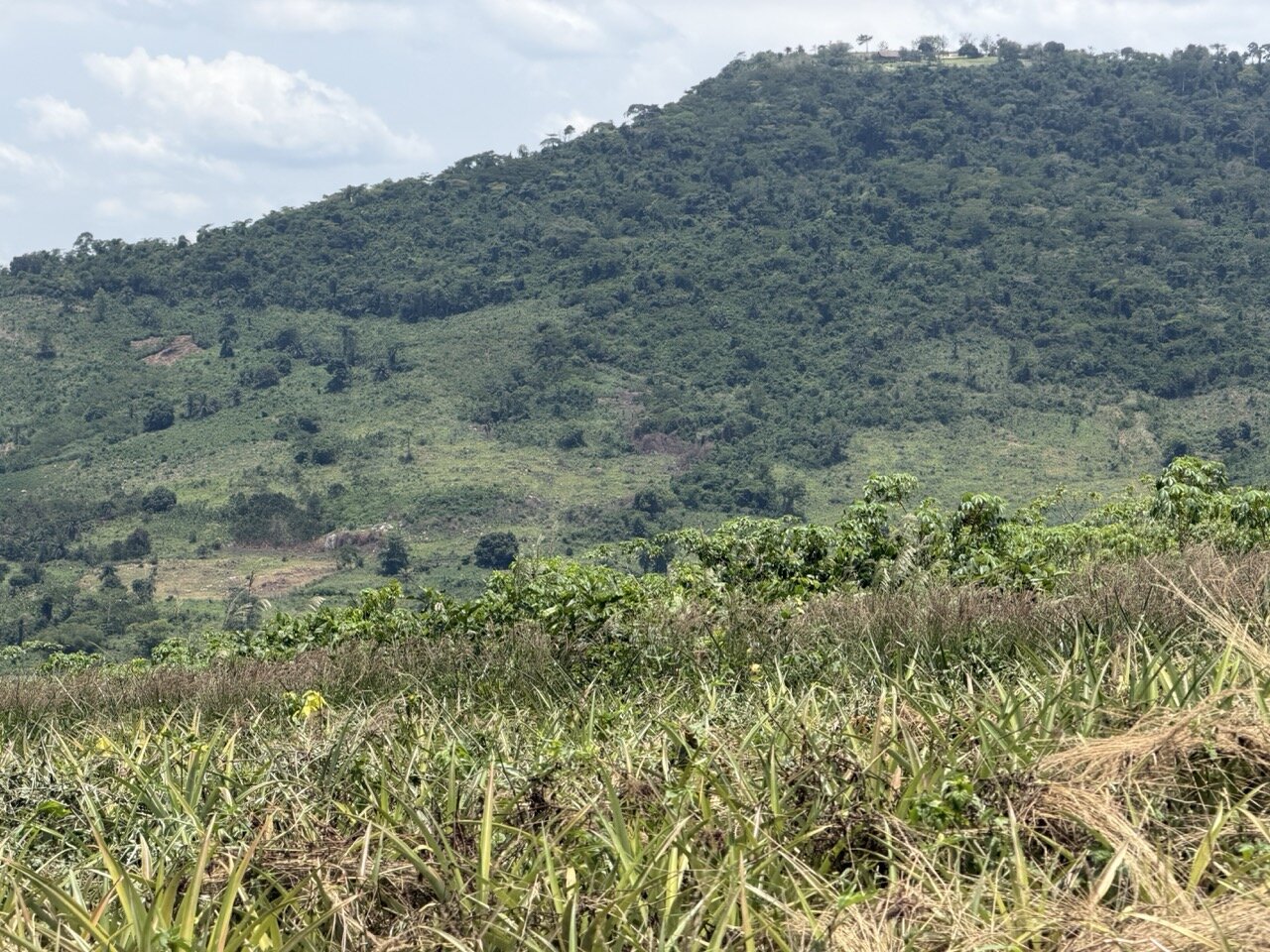 Green hills surrounding the site