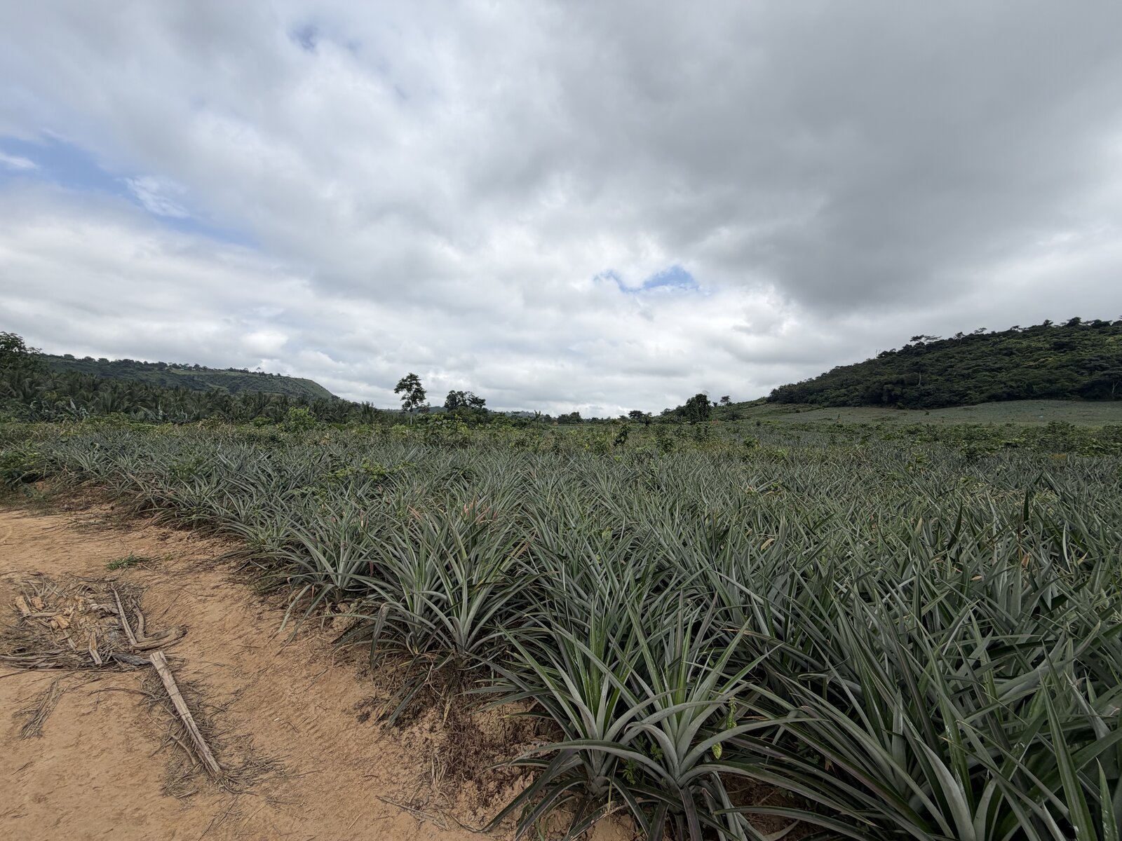 Open farm land for sale in Pepawani