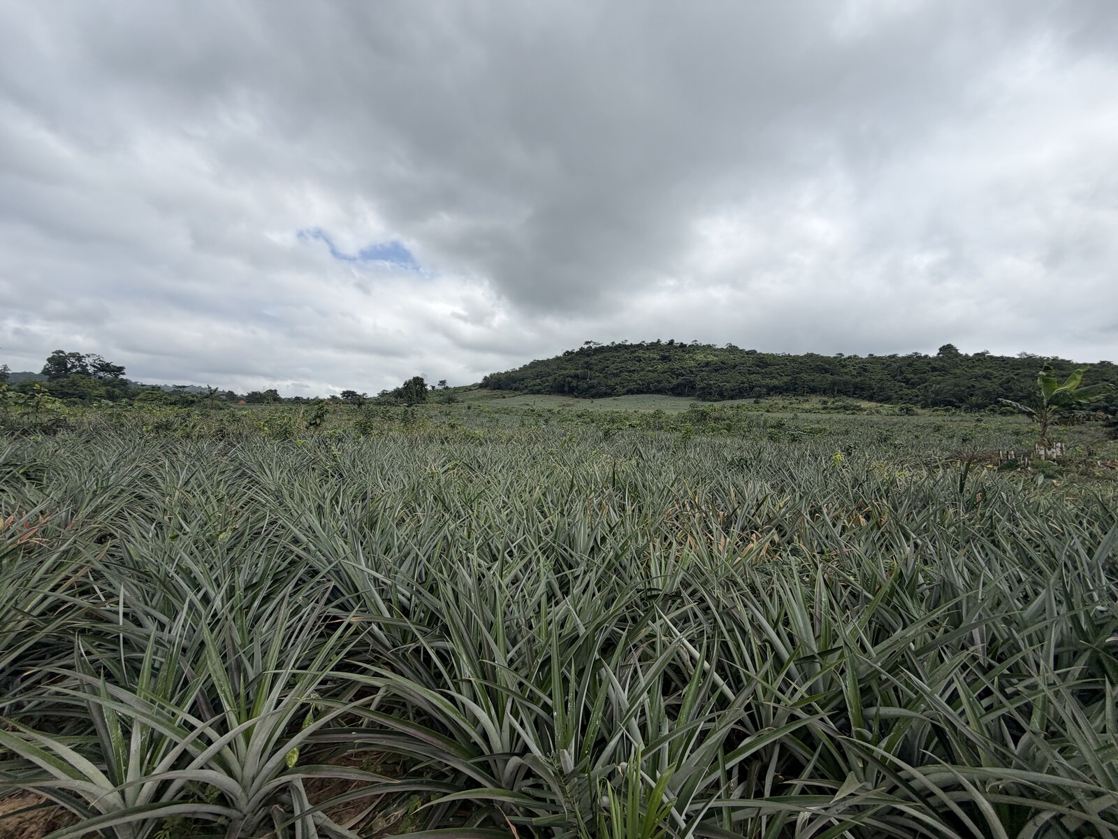 Open pineapple field at Pepawani