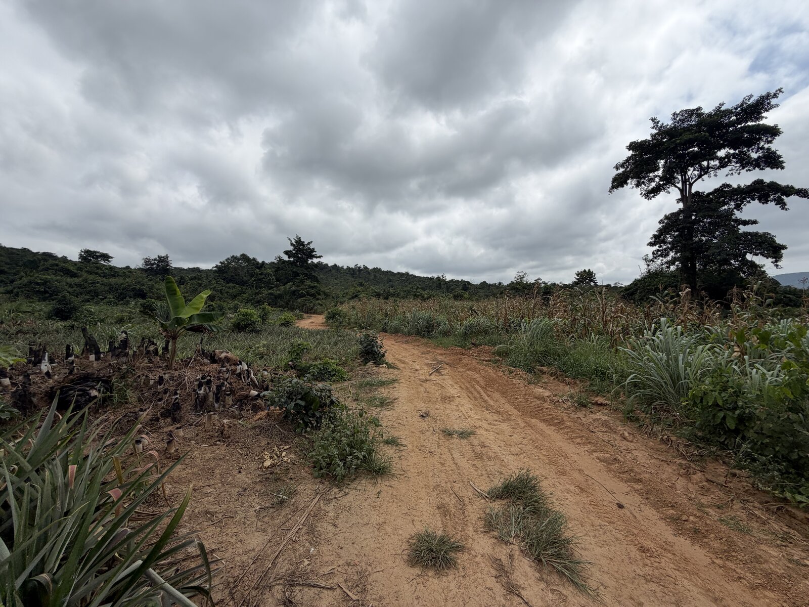 Dirt track through the pineapple field