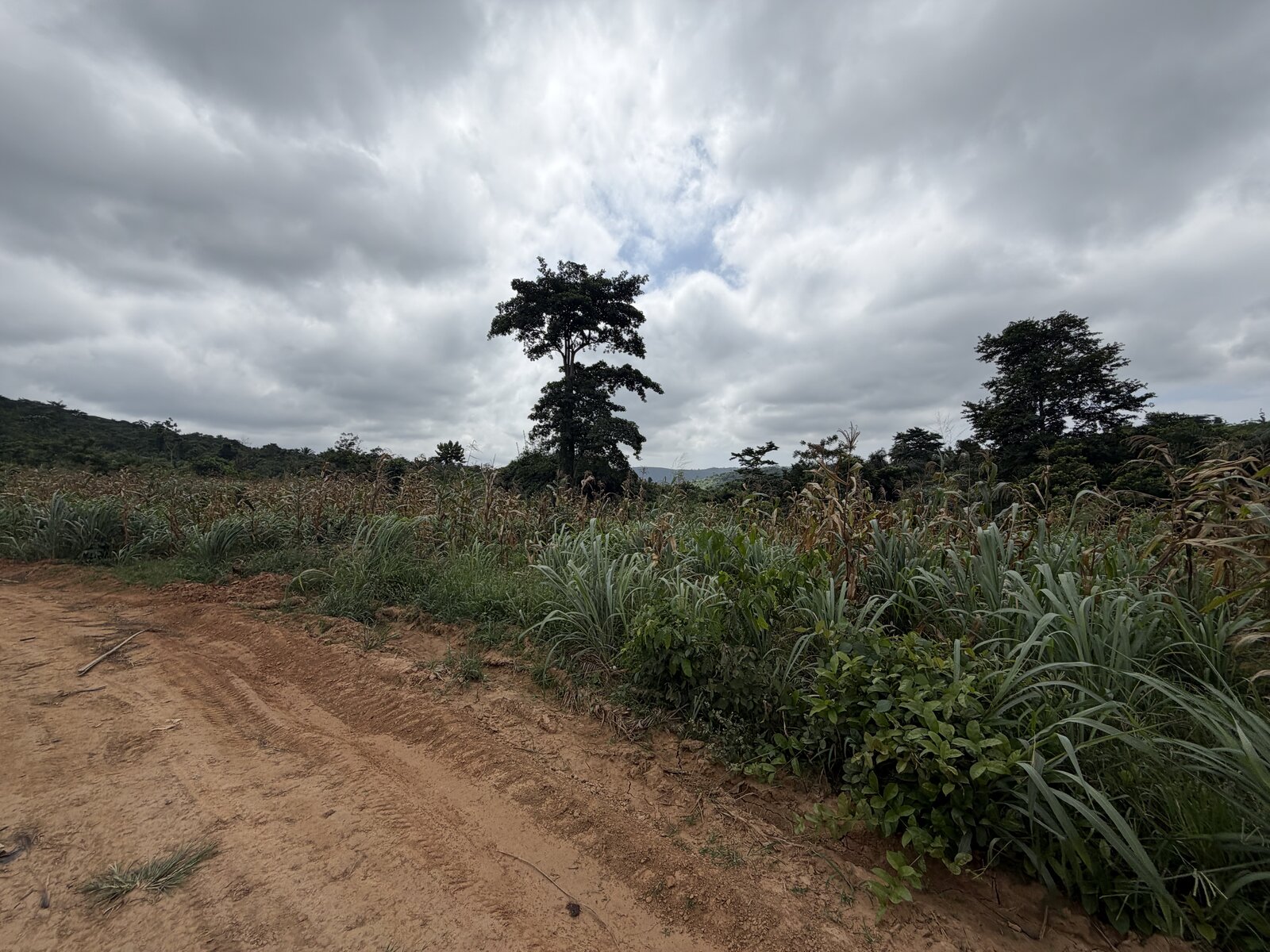 Trees along the edge of the land