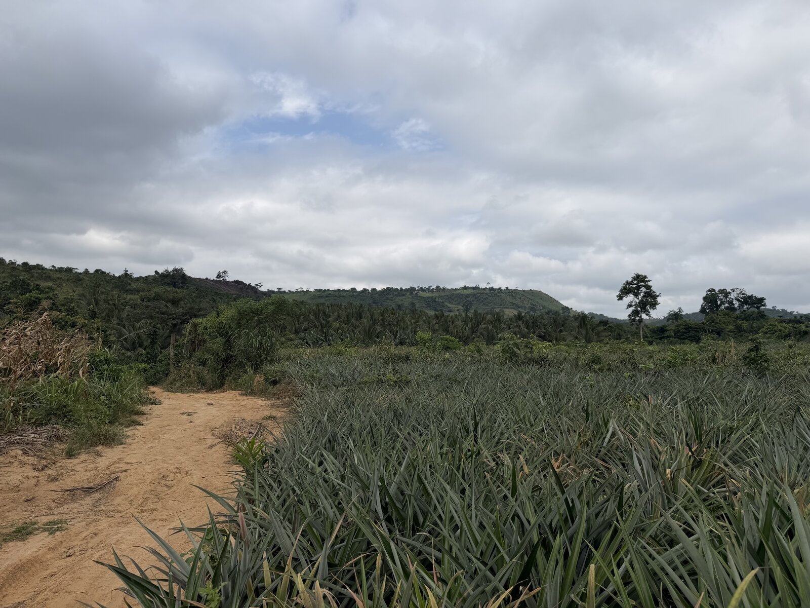 A worker walking through the field