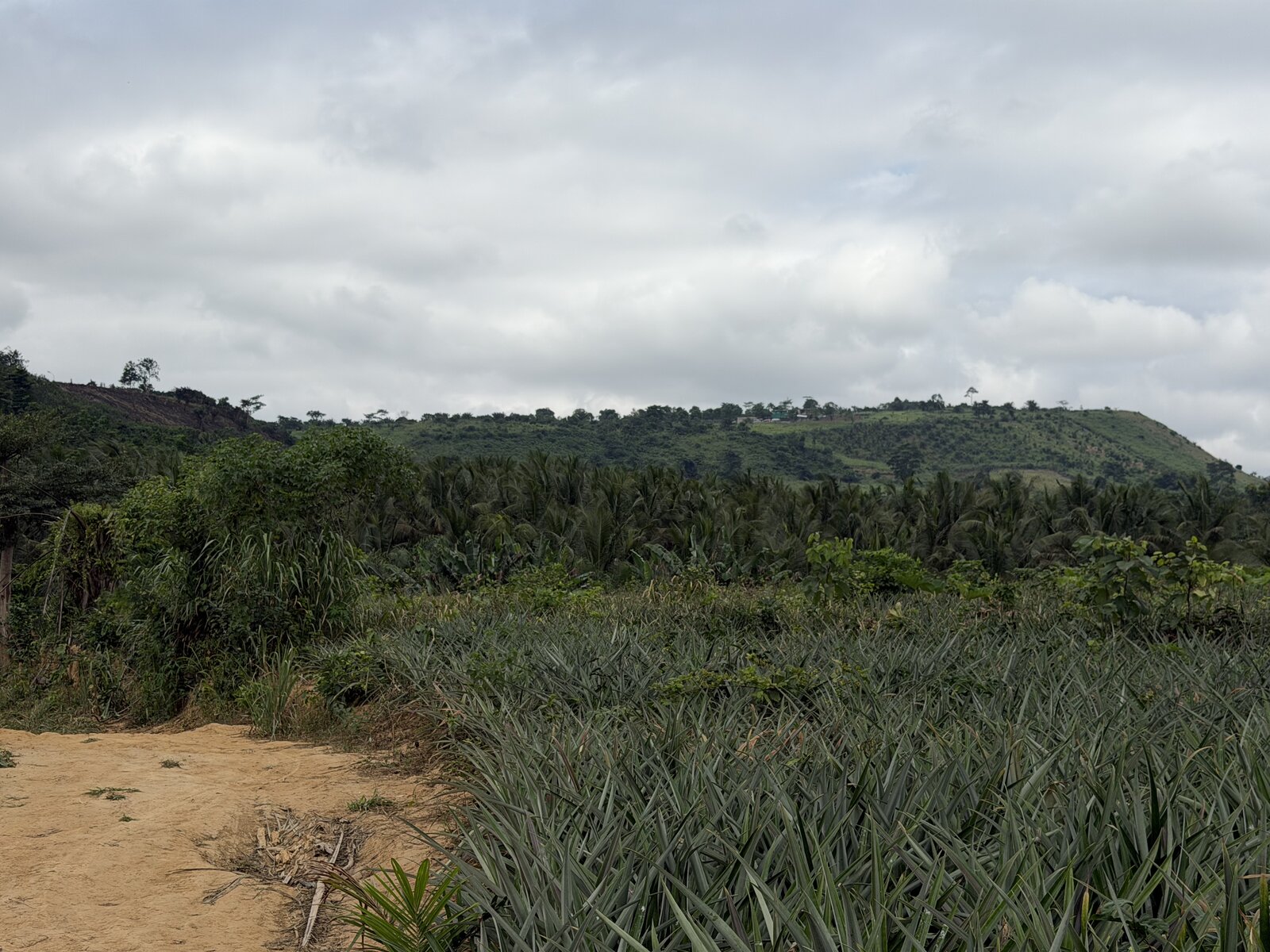 Wide view of the pineapple field and hills