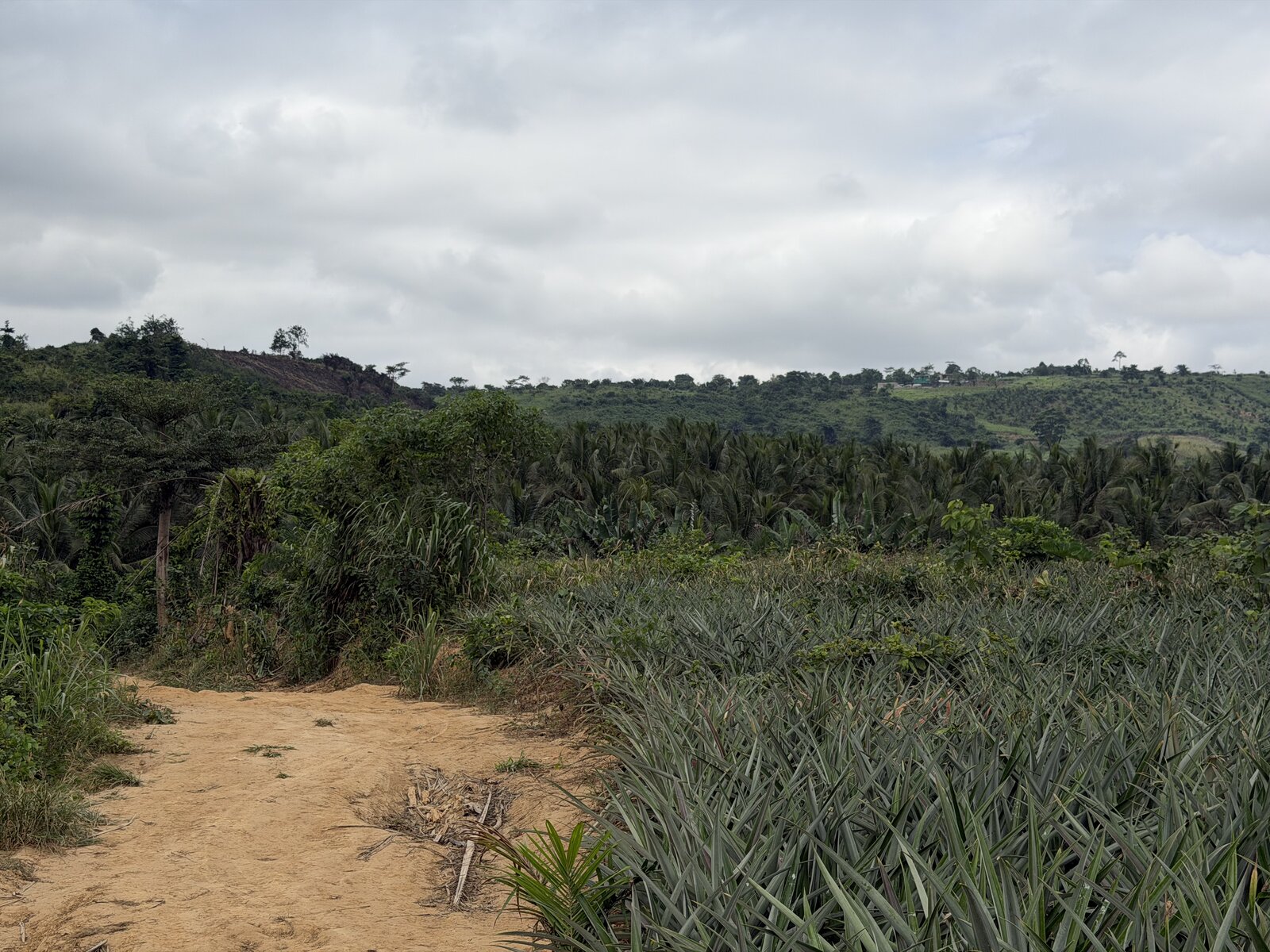 Palm trees and dense greenery at the edge of the land
