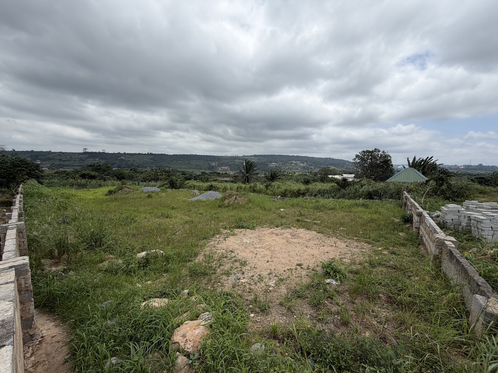 Pineapple field near the roadside plots